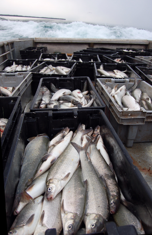 Photo showing the back of a boat covered in bins containing whitefish.